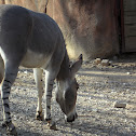 African Wild Ass