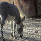 African Wild Ass