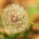 Common dandelion