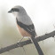 Rufous-backed Shrike