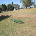 Pavo real