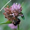 Norwegian bumblebee