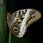 owl butterfly