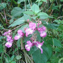 Himalayan Balsam