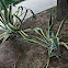 Century plant