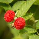Roseleaf Bramble