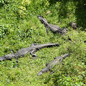 American Alligators