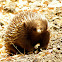 Short-Beaked Echidna