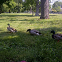 Mallard Duck