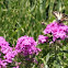 Eastern tiger swallowtail