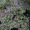 Lavandula angustifolia. Lavanda