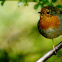 Red chested robin