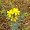 hypericum