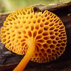 Orange pore fungus