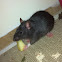 Black Rat