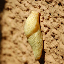 Slug