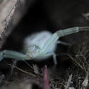 Crab Spider