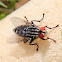 Grey flesh fly