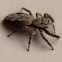 Jumping spider