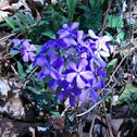 Wild Phlox
