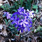 Wild Phlox