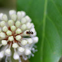 Syrphid fly