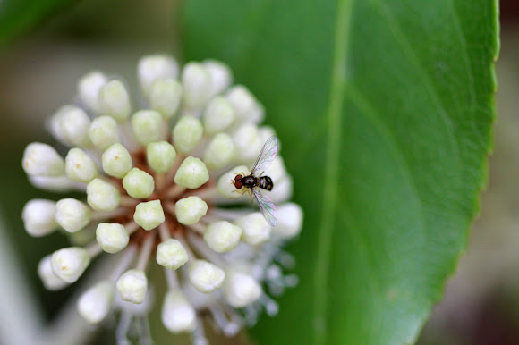 Spotting Image 1
