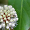 Syrphid fly