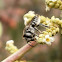 Leaf cutter bee.