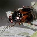 Plant Bug
