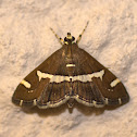 Maize moth / Beet webworm