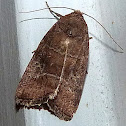 Rustic Quaker Moth