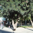 Algarrobo (Carob tree)