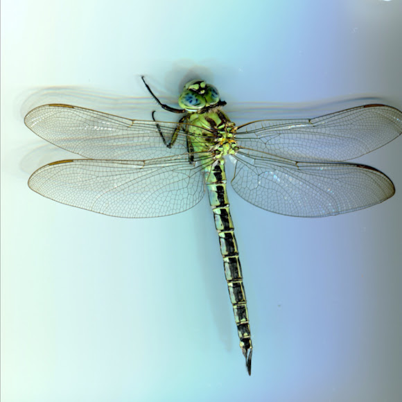 Spotting Image 1