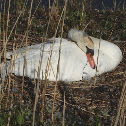 Mute Swan nesting