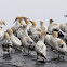Alcatraz (Northern Gannet)