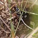 (Aberrant) California Kingsnake