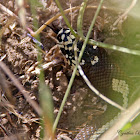 (Aberrant) California Kingsnake
