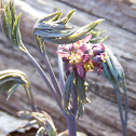 Blue Cohosh
