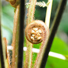 Fern