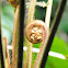 Fern