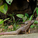 Brown Basilisk