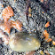 sea squirt
