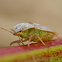 Brown Stink Bug
