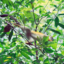 Common Squirrel Monkey