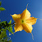 Angel's trumpet