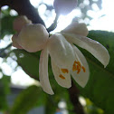 Lemon tree!