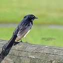 Willie Wagtail