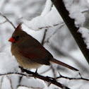 Northern Cardinal (female)