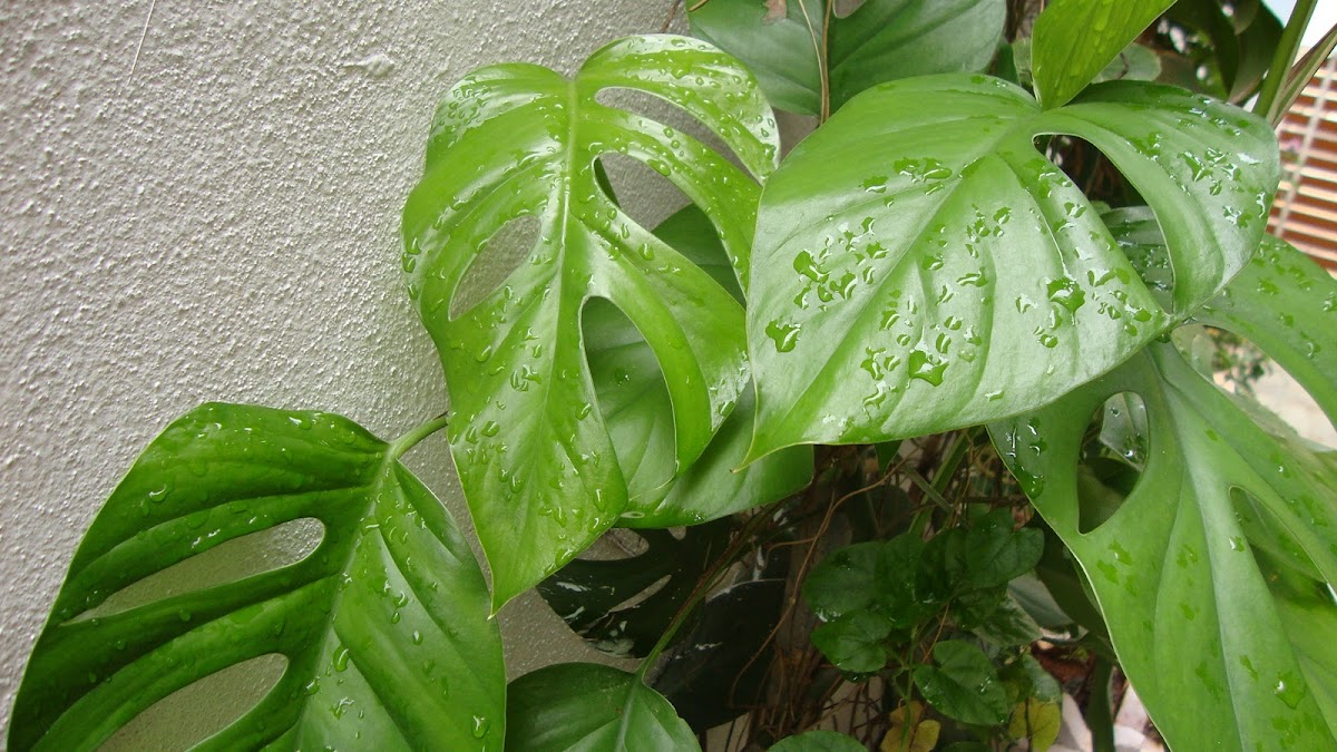 common money plant